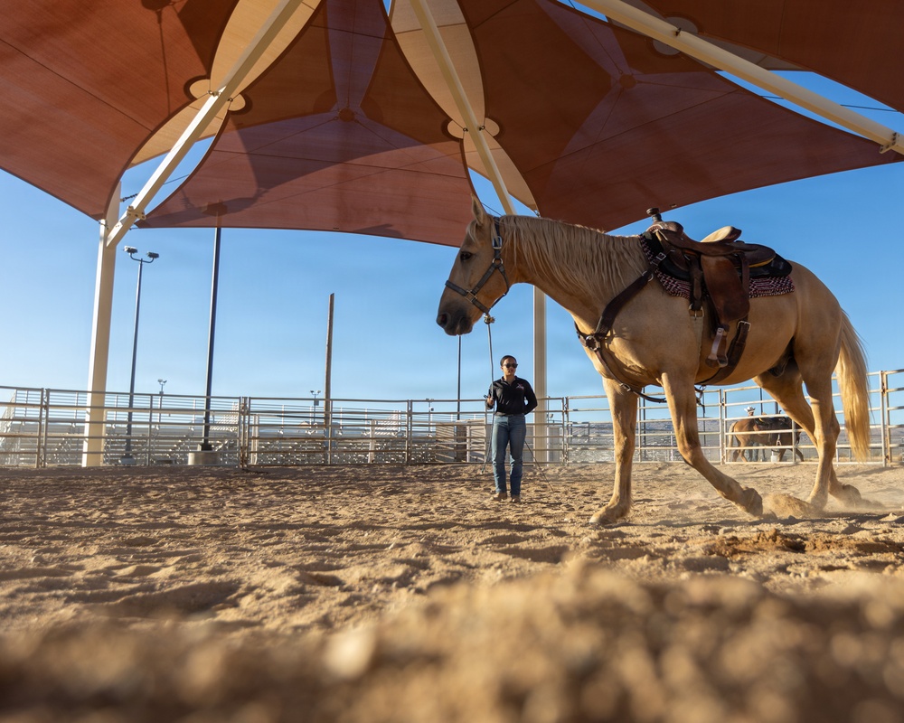 U.S. Marine Corps Mounted Color Guard Operations