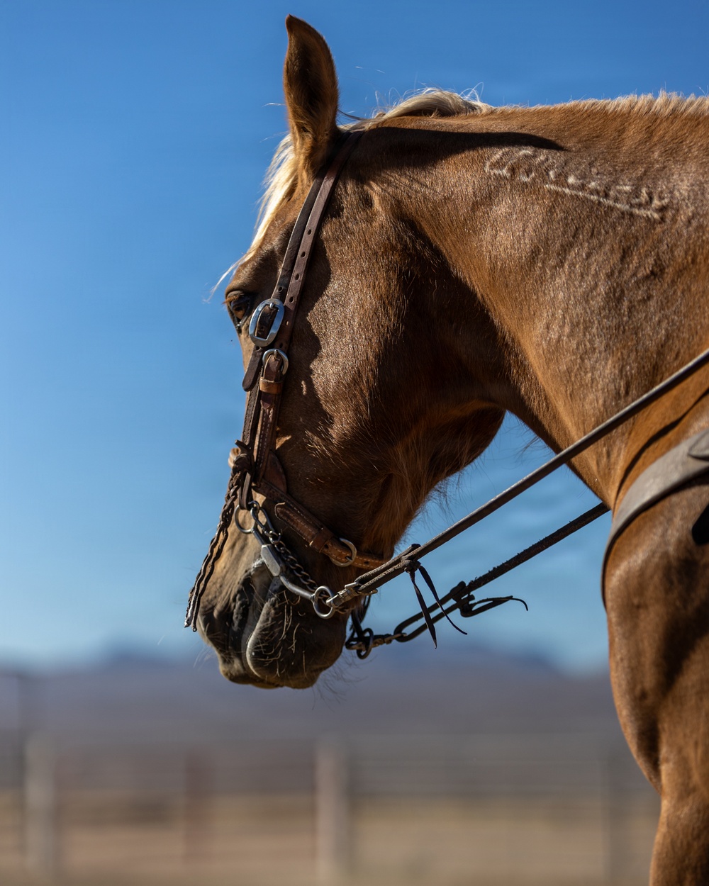 U.S. Marine Corps Mounted Color Guard Operations