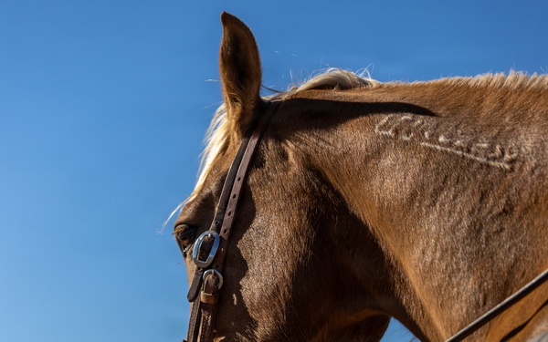 U.S. Marine Corps Mounted Color Guard Operations
