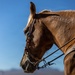 U.S. Marine Corps Mounted Color Guard Operations