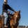 U.S. Marine Corps Mounted Color Guard Operations