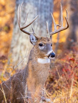 Permits, prep and opening day: Fall hunting at Fort Leonard Wood starts Sept. 15