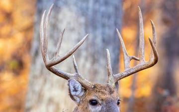 Permits, prep and opening day: Fall hunting at Fort Leonard Wood starts Sept. 15