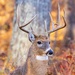 Permits, prep and opening day: Fall hunting at Fort Leonard Wood starts Sept. 15