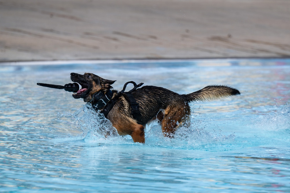 A German Shepherd dog wearing a black tactical harness is running through a shallow pool or water feature, carrying a black rubber toy in its mouth. The dog appears energetic and playful, with water splashing dramatically around its legs. The setting appears to be an outdoor pool with a concrete deck visible in the background.