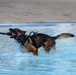 A German Shepherd dog wearing a black tactical harness is running through a shallow pool or water feature, carrying a black rubber toy in its mouth. The dog appears energetic and playful, with water splashing dramatically around its legs. The setting appears to be an outdoor pool with a concrete deck visible in the background.