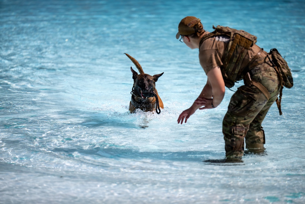 A military or law enforcement handler in full camouflage gear and tactical backpack is wading in shallow turquoise water, leaning forward to receive a Belgian Malinois dog that is swimming toward them. The dog appears to be wearing a muzzle and leash, suggesting this is a controlled military working dog (MWD) water training exercise. The setting appears to be a tropical or coastal location based on the clear blue water.
