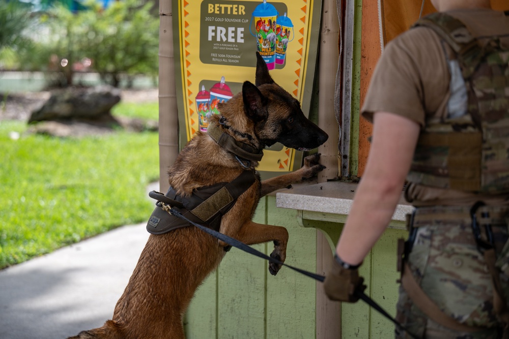 A military or law enforcement working dog, appearing to be a Belgian Malinois, is shown rearing up on its hind legs against a concession stand counter at what appears to be a theme park or zoo. The dog is wearing a tactical harness and leash, held by a handler dressed in military-style multicam/camouflage uniform. This appears to be a security sweep or K9 detection exercise at a public venue.