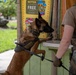 A military or law enforcement working dog, appearing to be a Belgian Malinois, is shown rearing up on its hind legs against a concession stand counter at what appears to be a theme park or zoo. The dog is wearing a tactical harness and leash, held by a handler dressed in military-style multicam/camouflage uniform. This appears to be a security sweep or K9 detection exercise at a public venue.