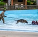 A military working dog (MWD) training exercise is taking place in a shallow pool or wave pool facility. A handler in military camouflage uniform controls a German Shepherd on a leash as the dog engages a decoy wearing a red protective bite suit who is partially submerged in the water. The scene captures an active apprehension drill with water splashing around the dog mid-lunge.
