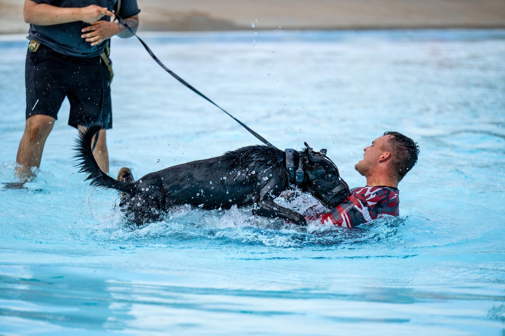 A working dog wearing a tactical harness is actively engaging with a man in a pool, appearing to bite or grip his arm in what looks like a controlled training exercise. A handler stands at the edge holding the dog's leash. The scene is consistent with K9 bite/apprehension training conducted in a water environment.