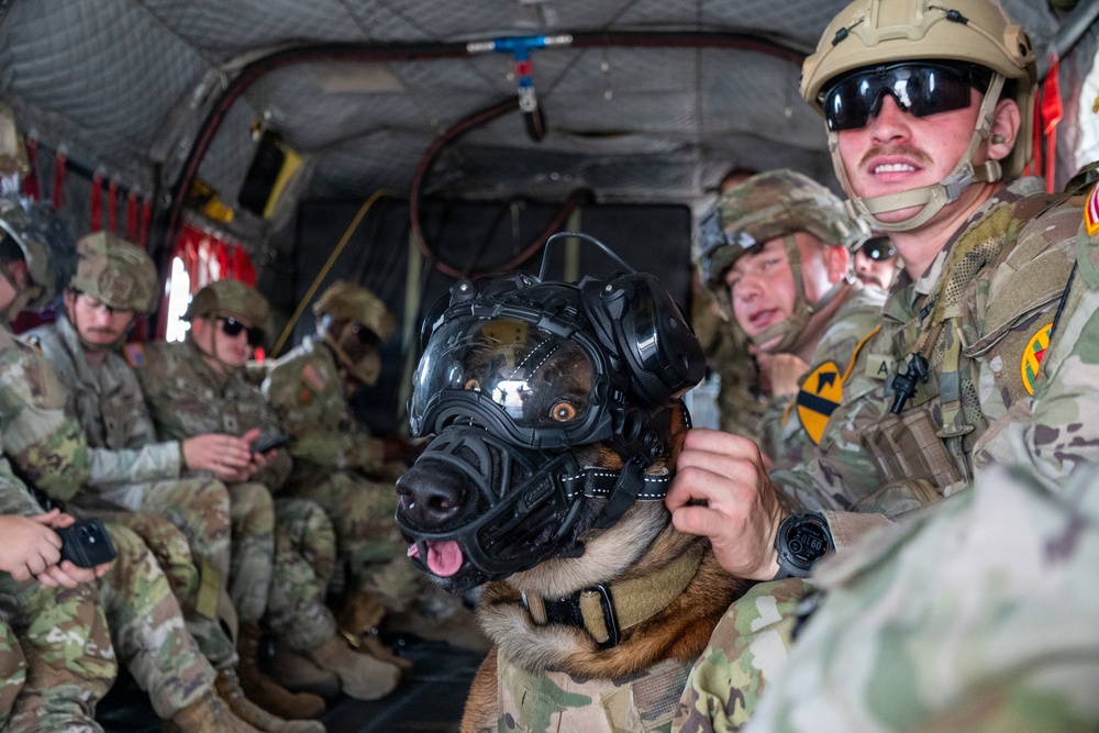 Military personnel are seated inside what appears to be a military helicopter or transport aircraft. A military working dog (MWD), likely a Belgian Malinois, is wearing specialized protective gear including a canine tactical helmet with eye protection and a muzzle. The soldiers are wearing MultiCam (OCP) uniforms with unit patches visible, including what appears to be a 1st Cavalry Division patch.