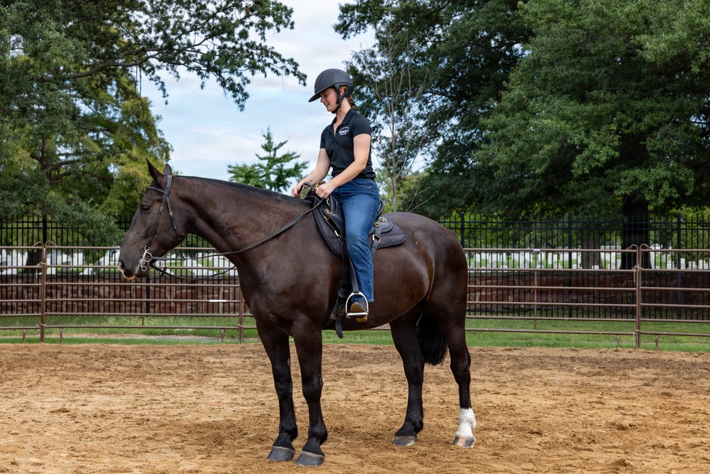 A rider dressed in a black polo shirt, blue jeans, and a black equestrian helmet is seated on a dark bay/black horse in a sand arena. The horse is standing still and appears to be in a training or practice session. The setting is a well-maintained equestrian facility surrounded by trees and metal fencing.