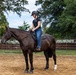 A rider dressed in a black polo shirt, blue jeans, and a black equestrian helmet is seated on a dark bay/black horse in a sand arena. The horse is standing still and appears to be in a training or practice session. The setting is a well-maintained equestrian facility surrounded by trees and metal fencing.
