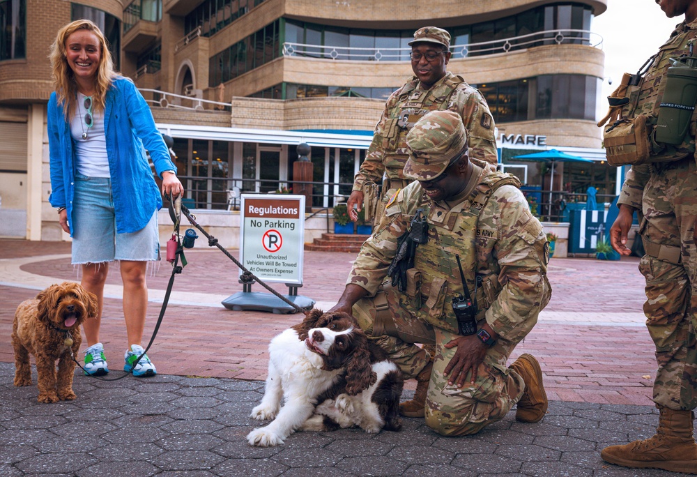 A group of U.S. Army soldiers in MultiCam camouflage uniforms interact with two dogs in an outdoor plaza or waterfront area. One soldier is kneeling down to pet a brown-and-white Springer Spaniel, while a woman in a blue jacket holds a leash attached to a reddish Cockapoo or Doodle-type dog nearby. The scene appears relaxed and friendly, set against a commercial building with a 'No Parking' regulations sign visible.