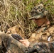 A military service member in MARPAT (Marine pattern) digital camouflage uniform is seated in a field position against dense brush, operating a ruggedized handheld electronic device. The individual is wearing full tactical gear including a plate carrier vest, boonie hat, and has a radio antenna visible nearby. The setting appears to be an outdoor training or operational environment in a dry, scrubby terrain.
