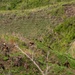 Two armed military personnel in camouflage gear are navigating a steep, rocky hillside terrain covered with grass and sparse vegetation. The soldiers appear to be conducting a patrol or training exercise on a rugged, hilly landscape. The image is taken from an elevated vantage point, looking down into a valley-like depression between hills.