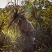 Peruvian Soldier Builds A Primitive Shelter During SV26