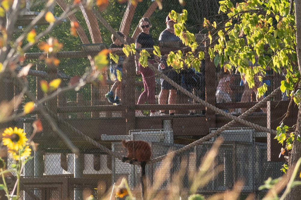 The image shows a zoo or wildlife park setting where visitors are standing on an elevated wooden viewing platform or walkway, observing animals below. A small brown animal, likely a coati or similar mammal, is visible perched on a rope or structure in the foreground. The scene is framed by autumn-colored foliage and sunflowers, suggesting a fall season setting.