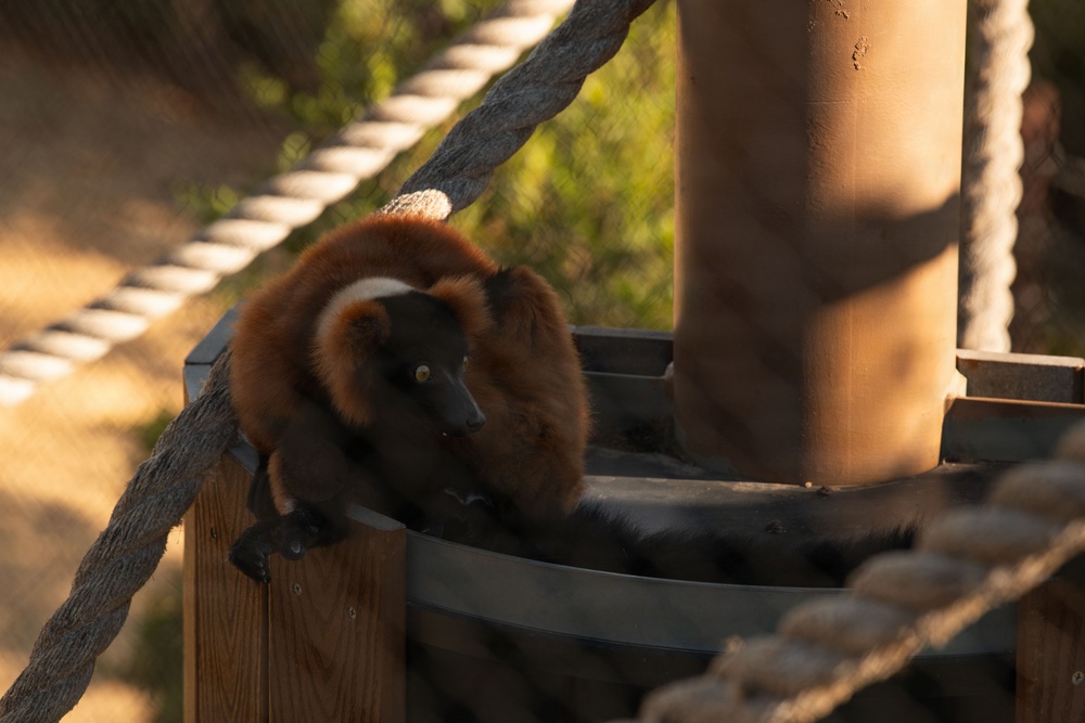 A red ruffed lemur is perched on a wooden platform structure, curled up and resting near a central post. The animal displays its characteristic reddish-brown fur with black extremities and a distinctive black face with yellow eyes. The setting appears to be a zoo or wildlife sanctuary enclosure, equipped with rope bridges and wooden climbing structures.