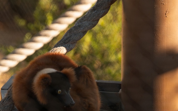 A red ruffed lemur is perched on a wooden platform structure, curled up and resting near a central post. The animal displays its characteristic reddish-brown fur with black extremities and a distinctive black face with yellow eyes. The setting appears to be a zoo or wildlife sanctuary enclosure, equipped with rope bridges and wooden climbing structures.