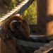 A red ruffed lemur is perched on a wooden platform structure, curled up and resting near a central post. The animal displays its characteristic reddish-brown fur with black extremities and a distinctive black face with yellow eyes. The setting appears to be a zoo or wildlife sanctuary enclosure, equipped with rope bridges and wooden climbing structures.