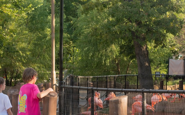 Two young girls stand at a fenced enclosure at a zoo, observing a large flock of pink flamingos. The enclosure features a shallow water area where the flamingos are gathered, surrounded by a black metal fence with wooden post and rope barriers. The setting is outdoors with lush green trees in the background during what appears to be a sunny day.