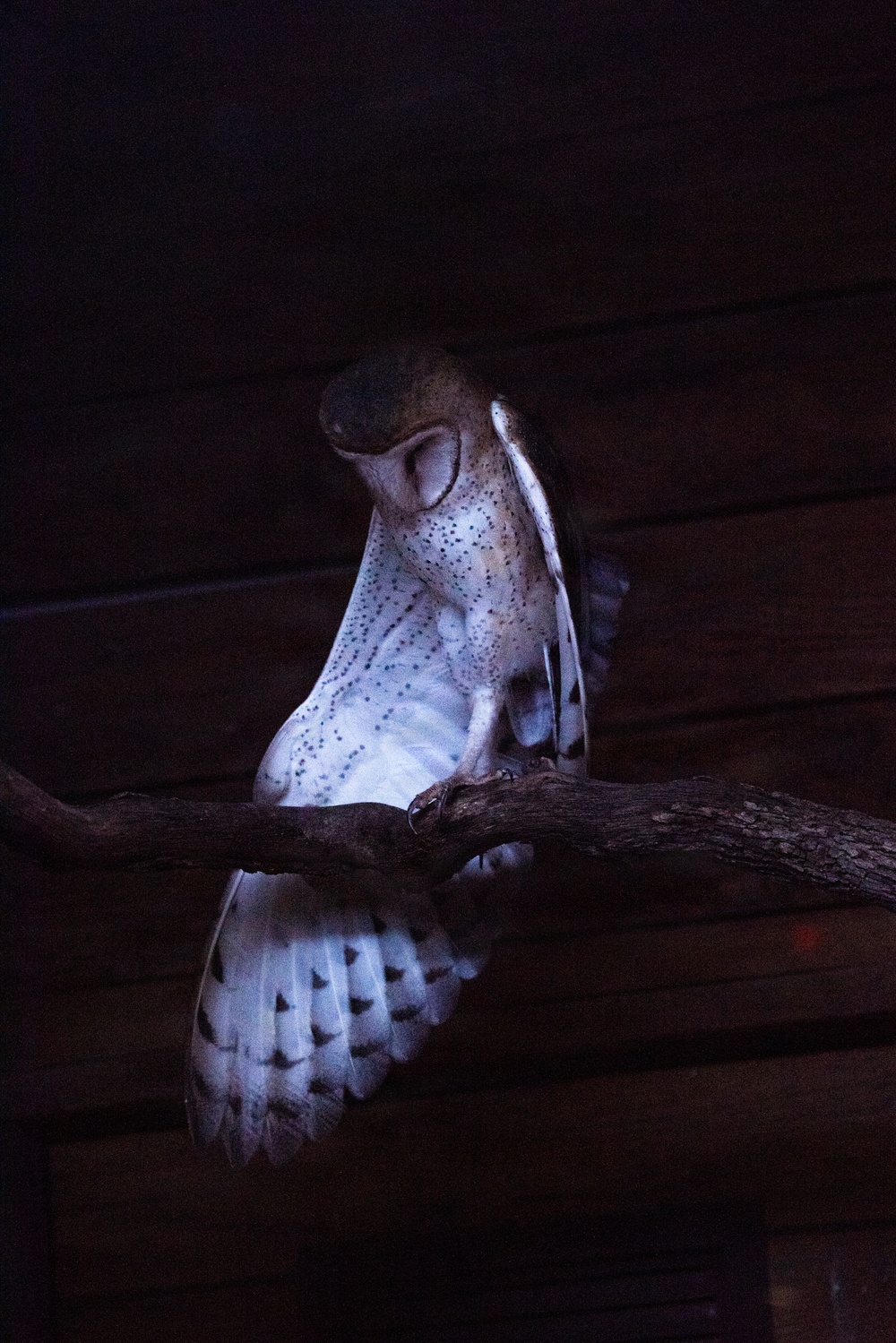 A barn owl (Tyto alba) is perched on a wooden branch in a very dark environment, illuminated by a focused light source that highlights its distinctive white and speckled plumage. The owl appears to be in a resting or preening posture with its head bowed downward and one wing partially extended below the branch. The dark wooden background suggests an indoor enclosure or barn-like structure.