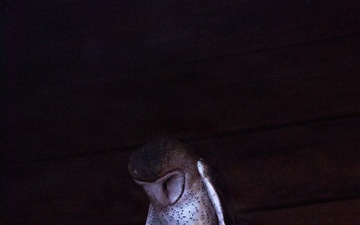 Zoo After Dark 2026