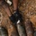 U.S. Marines and Thailand Mine Action Center participate in Deployed for Training Bilateral EOD Exercise A person wearing black tactical gloves and camouflage uniform is handling multiple large corroded mortar rounds or artillery shells in an excavated dirt pit. One visible shell is marked '120MM TNT' and 'CTG LOT AAP', indicating it is a 120mm mortar cartridge. White detonation cord (det cord) is visible near the ordnance, suggesting an Explosive Ordnance Disposal (EOD) or demolition operation.