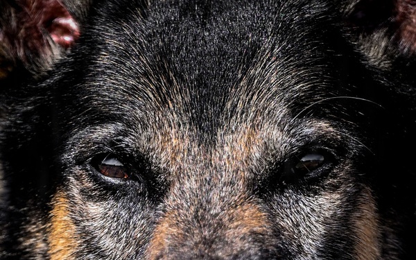 MWD Vantor: a closer look at lethality