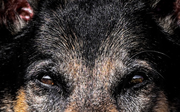 MWD Vantor: a closer look at lethality