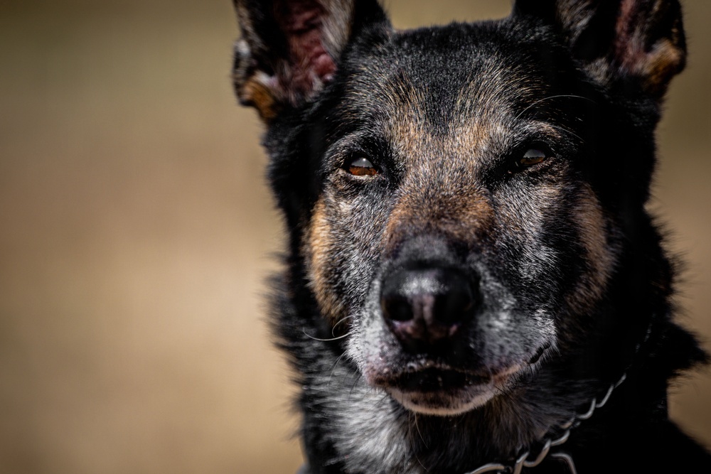 MWD Vantor: a closer look at lethality