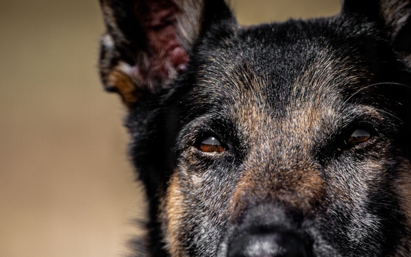 MWD Vantor: a closer look at lethality