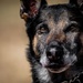MWD Vantor: a closer look at lethality