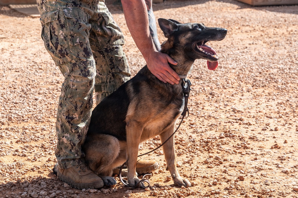 A military working dog, appearing to be a German Shepherd, sits on rocky, arid terrain beside a person wearing military camouflage (digital pattern) uniform and tan combat boots. The handler's hand is resting on the dog's neck/shoulder area in what appears to be a moment of bonding or reward. The dog's mouth is open with tongue extended, suggesting it is panting in warm conditions.