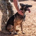 A military working dog, appearing to be a German Shepherd, sits on rocky, arid terrain beside a person wearing military camouflage (digital pattern) uniform and tan combat boots. The handler's hand is resting on the dog's neck/shoulder area in what appears to be a moment of bonding or reward. The dog's mouth is open with tongue extended, suggesting it is panting in warm conditions.