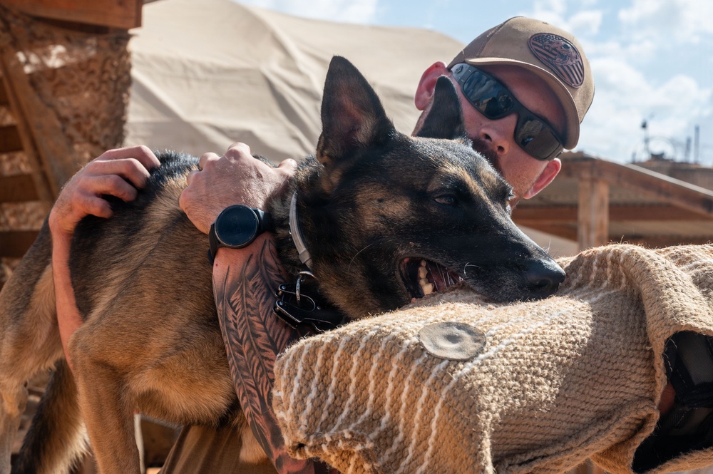 A military or law enforcement working dog handler is conducting a bite training exercise with a Belgian Malinois. The dog is actively biting a padded bite sleeve worn by a decoy or training assistant. The handler, wearing a tan cap with a US flag emblem and reflective sunglasses, steadies the dog from behind while it performs the bite.