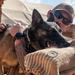 A military or law enforcement working dog handler is conducting a bite training exercise with a Belgian Malinois. The dog is actively biting a padded bite sleeve worn by a decoy or training assistant. The handler, wearing a tan cap with a US flag emblem and reflective sunglasses, steadies the dog from behind while it performs the bite.