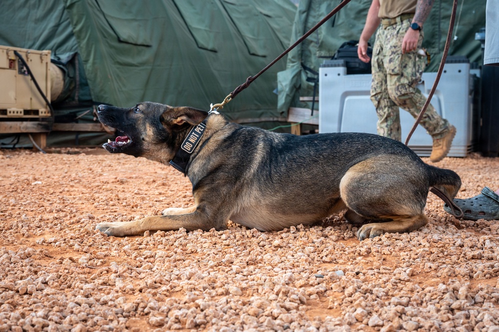 A military working dog, identified by its 'DO NOT PET' collar patch, is lying on a gravel surface in an alert/agitated posture with its mouth open and head raised. The dog is on a leash held by a person in military camouflage uniform visible in the background. The setting appears to be a forward operating base or military camp, indicated by the green military tents and equipment visible behind.
