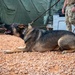 A military working dog, identified by its 'DO NOT PET' collar patch, is lying on a gravel surface in an alert/agitated posture with its mouth open and head raised. The dog is on a leash held by a person in military camouflage uniform visible in the background. The setting appears to be a forward operating base or military camp, indicated by the green military tents and equipment visible behind.