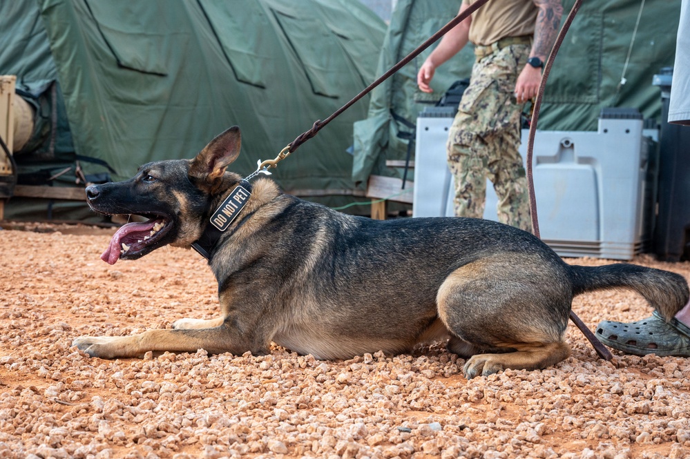 A military working dog, identified as a German Shepherd, is lying on gravel ground with its mouth open and tongue out. The dog wears a black collar with a 'DO NOT PET' patch and is attached to a leather leash held by a person in military camouflage uniform. The setting appears to be a forward operating base or military camp, indicated by green military tents in the background.
