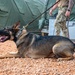 A military working dog, identified as a German Shepherd, is lying on gravel ground with its mouth open and tongue out. The dog wears a black collar with a 'DO NOT PET' patch and is attached to a leather leash held by a person in military camouflage uniform. The setting appears to be a forward operating base or military camp, indicated by green military tents in the background.