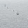 Ships sail in formation during Phoenix Express 2026 An aerial photograph shows five naval vessels sailing in a loose diagonal formation across open ocean. The ships appear to be gray-painted military vessels of varying sizes, likely conducting a joint naval exercise or patrol operation. The image is taken from altitude under overcast conditions, giving the scene a muted, hazy appearance.