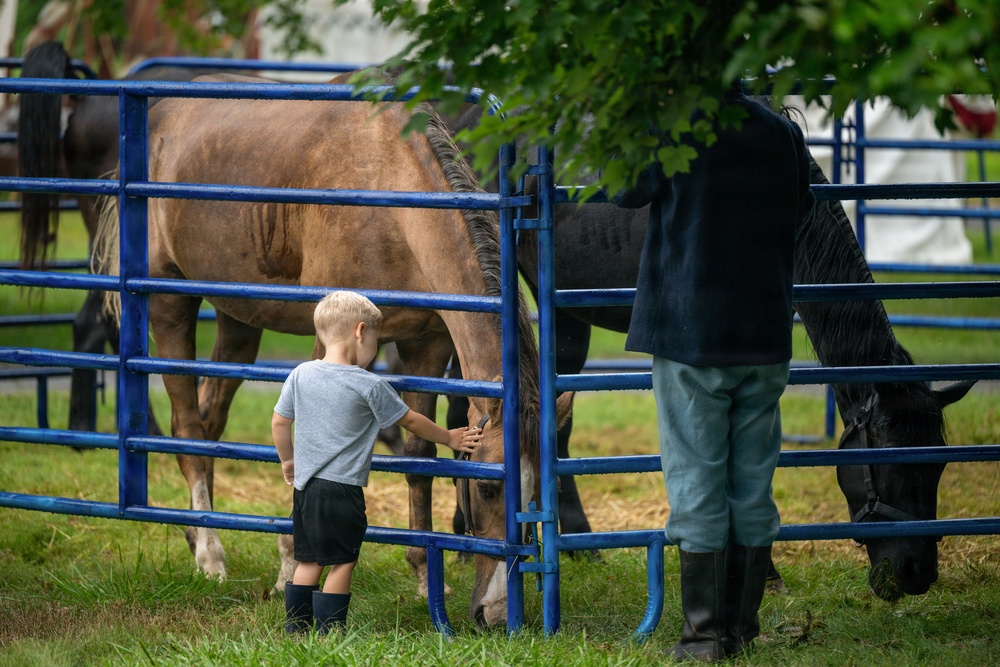 A young blonde child in a gray t-shirt and black shorts stands at a blue metal fence panel, reaching through to touch or feed a brown horse that is grazing. An adult, visible only from the waist down, stands nearby at the same fence interacting with a black horse. The scene appears to take place at an outdoor equestrian event or farm setting with green grass and trees in the background.