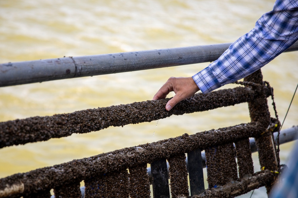 A person wearing a blue plaid shirt is touching or examining metal railings or cage structures that are heavily encrusted with what appears to be mussels or barnacles. The setting is over murky, yellowish-brown water, suggesting an aquaculture or marine farming environment. Water droplets are visible dripping from the encrusted surface, indicating the structure was recently lifted or is partially submerged.