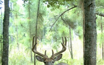 Fort Benning opens 155,000 acres for 2026-27 deer hunting season