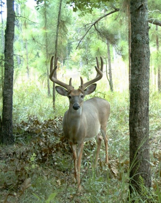Fort Benning opens 155,000 acres for 2026-27 deer hunting season