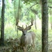 Fort Benning opens 155,000 acres for 2026-27 deer hunting season