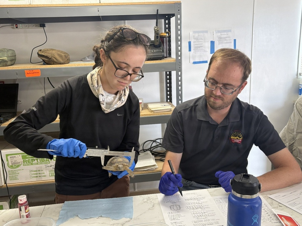 Two researchers wearing blue nitrile gloves are conducting measurements on a small tortoise in what appears to be a field research station or laboratory. The woman on the left is using calipers to measure the tortoise's shell, while the man on the right records data on a printed data sheet. A box labeled 'REPTIBATOR Digital Egg Incubator' is visible in the background, suggesting reptile conservation or research work.